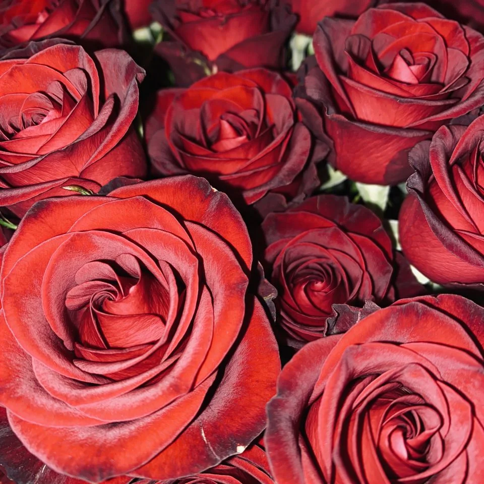 coquette-pfp-red-roses-burgundy-romantic-bold Red rose coquette pfp with burgundy romantic aesthetic and bold tones perfect for passionate Discord profile picture