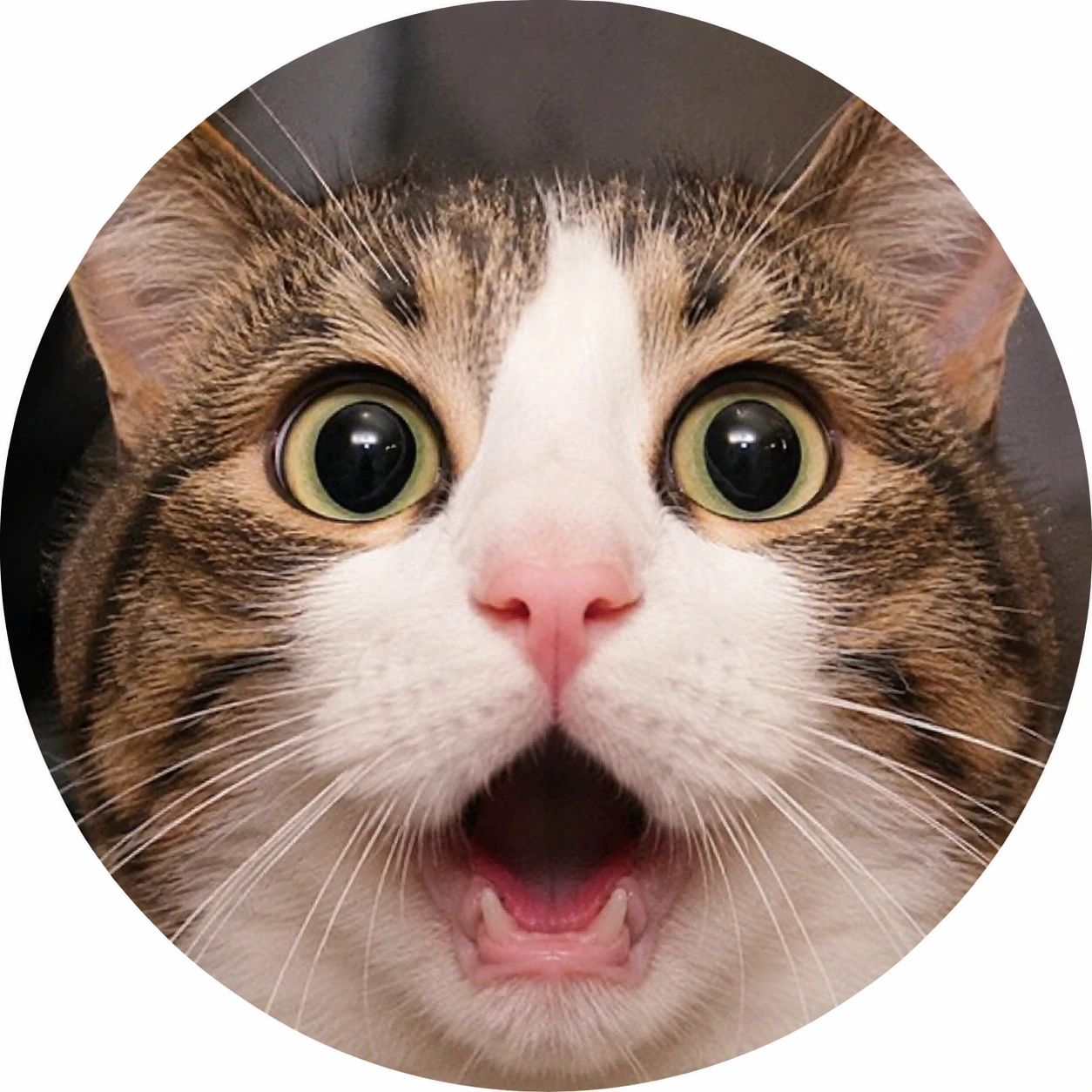 Shocked cat meme PFP with wide eyes and open mouth, classic reaction image style
