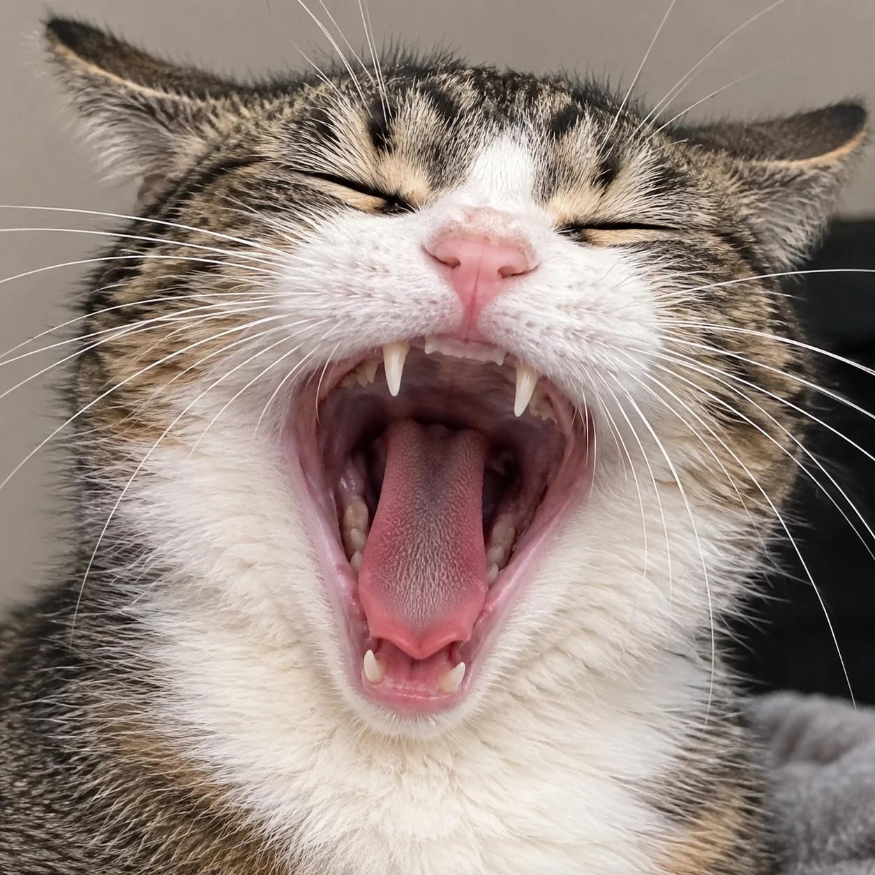 Funny cat PFP of a cat caught mid-yawn with its mouth wide open and eyes squeezed shut