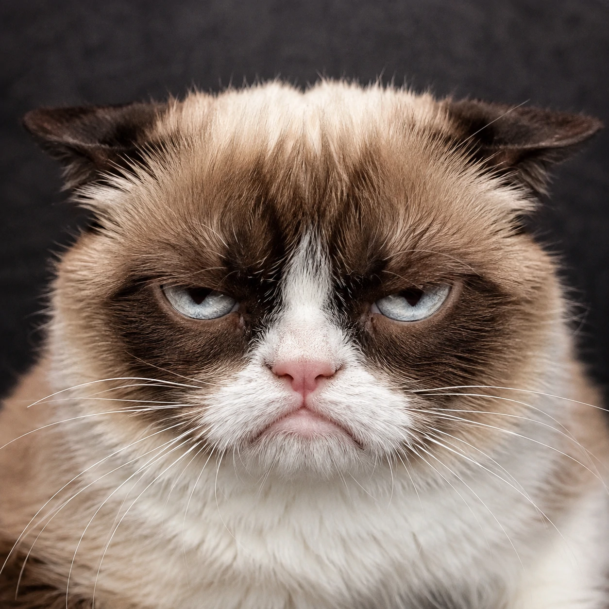 Grumpy cat PFP with a deep scowl, flattened ears and intensely judgmental eyes