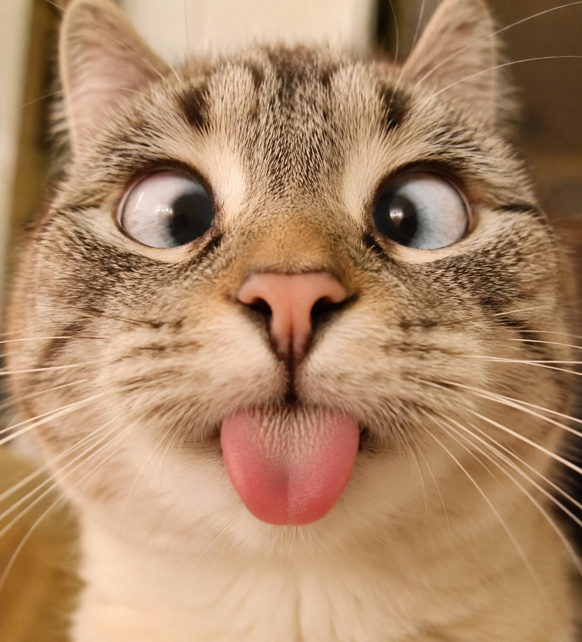 Silly cat PFP with its tongue sticking out in a perfect blep and goofy crossed eyes